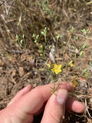 Hesperolinon breweri