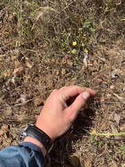 Hesperolinon breweri