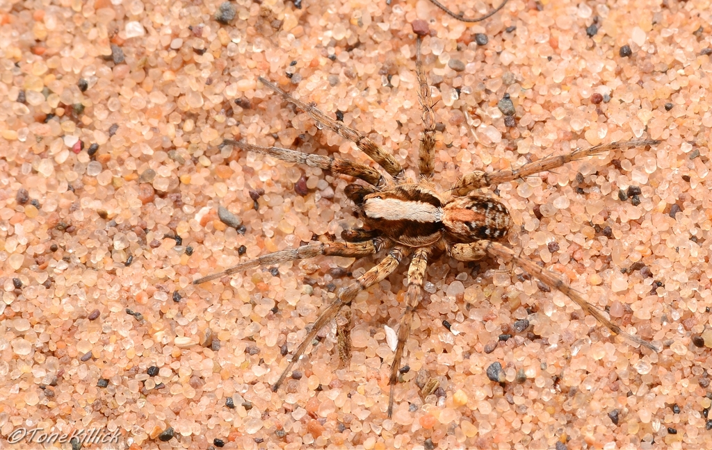 Dune Wolf Spider