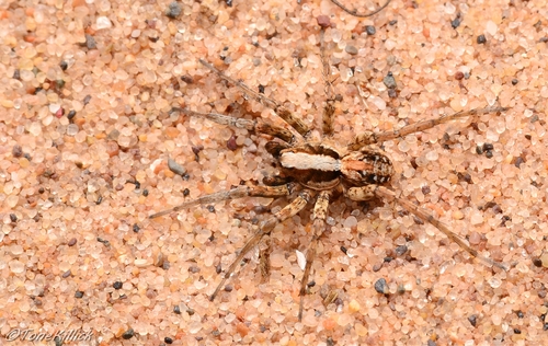 Xerolycosa miniata