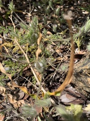 Cordylanthus nidularius