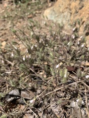 Cordylanthus nidularius