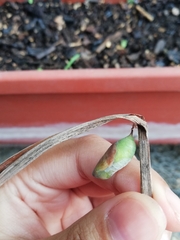 Lepidoptera