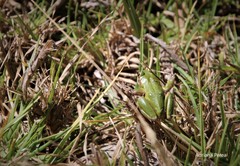 Dendropsophus luddeckei
