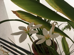 Zephyranthes candida