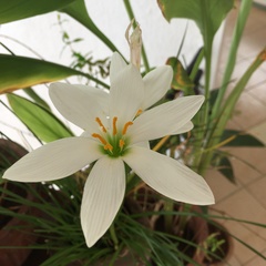 Zephyranthes candida
