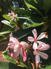 Plumeria rubra