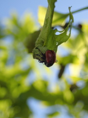 Phialodes rufipennis