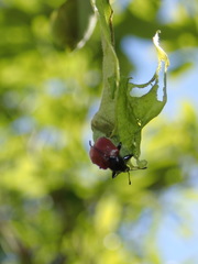 Phialodes rufipennis