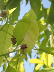 Phialodes rufipennis