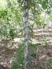 Parsonsia plaesiophylla