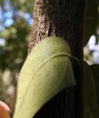 Parsonsia plaesiophylla