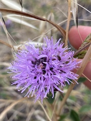 Monardella purpurea