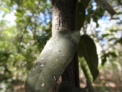 Parsonsia plaesiophylla