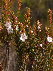 Epacris pauciflora