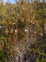Epacris pauciflora