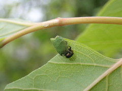 Euops splendidus