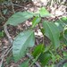 Dendrocnide photiniphylla - Photo (c) Scott W. Gavins,  זכויות יוצרים חלקיות (CC BY-NC)