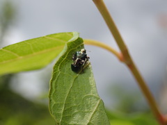 Euops splendidus