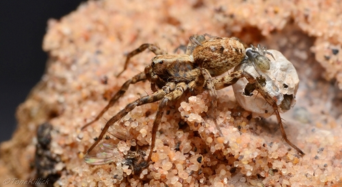 Xerolycosa miniata
