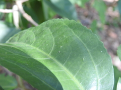 Dendrocnide photiniiphylla