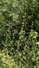 Verbascum tripolitanum