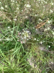 Capsella bursa-pastoris