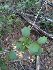 Alchornea ilicifolia