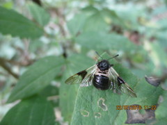 Abia fasciata