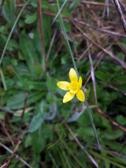 Ranunculus occidentalis