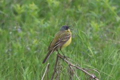 Motacilla flava thunbergi