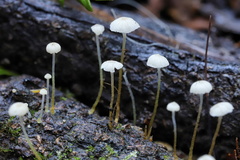 Mycena maldea