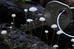 Mycena maldea