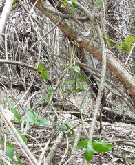 Dendrobium tetragonum