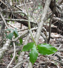 Dendrobium tetragonum