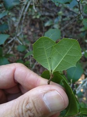 Alchornea ilicifolia