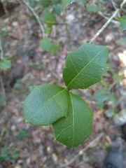 Alchornea ilicifolia