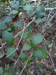 Alchornea ilicifolia