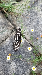 Neptis pryeri
