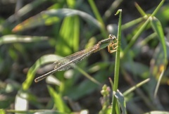 Ischnura aurora