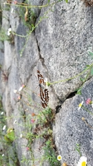 Neptis pryeri