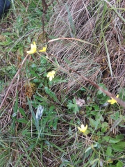 Ranunculus occidentalis