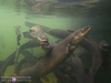 New Zealand Longfin Eel - Photo (c) bryan-maltais, some rights reserved (CC BY-NC), uploaded by bryan-maltais