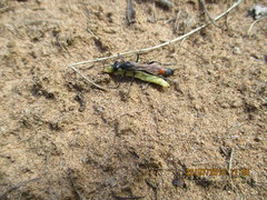 Ammophila sabulosa