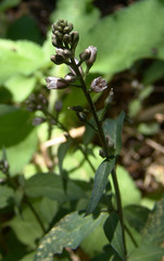 Lysimachia dubia