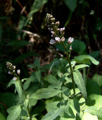 Lysimachia dubia