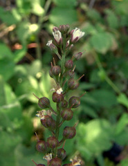 Lysimachia dubia