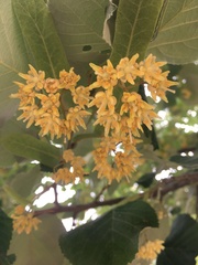 Tilia