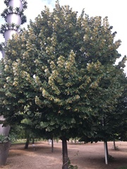 Tilia