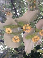Tilia